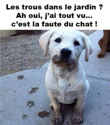 Cours chiots