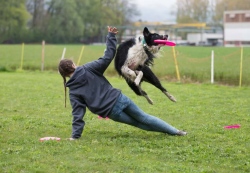 Frisbee