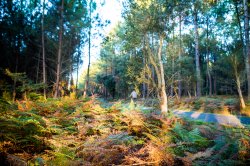 ESPACE FORÊT